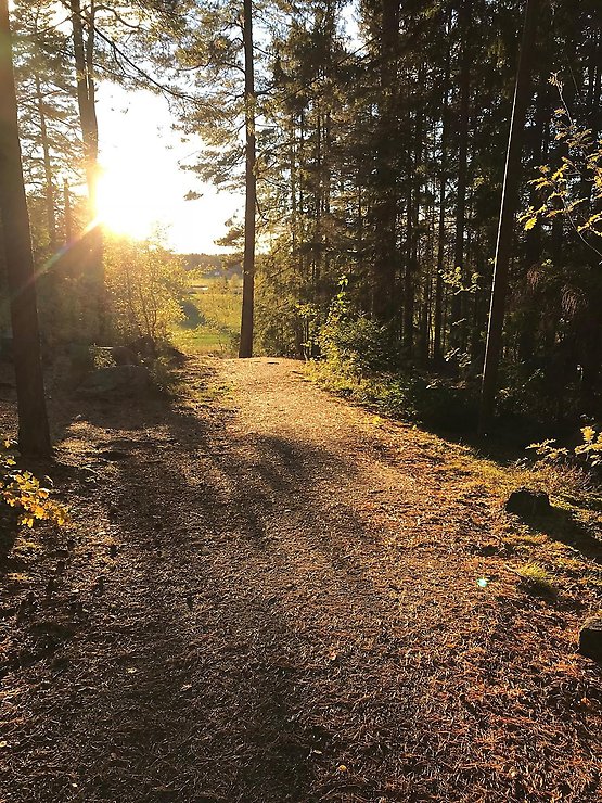 Motionsspår i Valskog i solljus mellan träden.